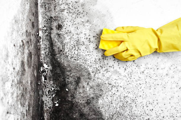 Best Mold Remediation for Healthcare Facilities  in Awendaw, SC